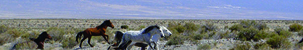 Horses running through Owyhee, NV